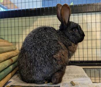 Rescue Silver Fox and Flemish Giant Rabbits for Adoption in Bellingham, Washington - Cobweb | PetCurious