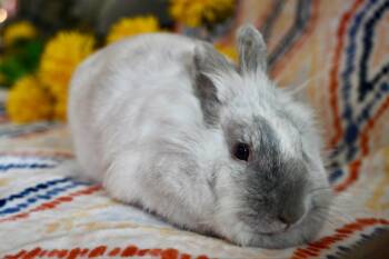 Lionhead Rabbits Available for Adoption in Garland, Texas - Souffle | PetCurious
