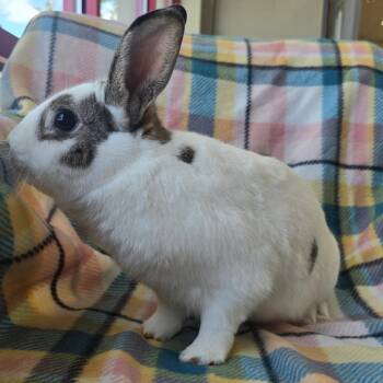 Arlo -  American and English Spot Rabbit for Adoption in Evansville, Indiana - Arlo | PetCurious