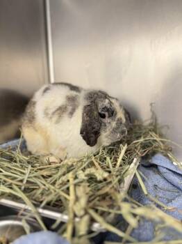 Lop Eared Rabbits Available for Adoption - Benito | PetCurious
