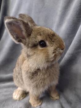 Rhodes -  Netherland Dwarf and Jersey Wooly Rabbit for Adoption in Plymouth, Michigan - Rhodes | PetCurious