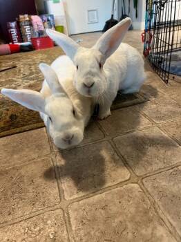 Rescue Bunny Rabbit Rabbits for Adoption in Santa Cruz, California - Darby | PetCurious