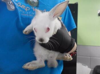 SPOTTY -  Rex Rabbit for Adoption in Omaha, Nebraska - SPOTTY | PetCurious