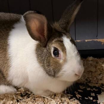 Millie -  Dutch Rabbit for Adoption in Yuma, Arizona - Millie | PetCurious