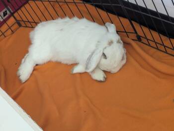 Lop Eared and Mini Lop Rabbits Available for Adoption in Melbourne, Florida - Jack A Lop | PetCurious
