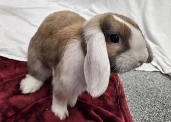 Holland Lop and Dutch Rabbits Available for Adoption in Westford, Massachusetts - Chameleon | PetCurious
