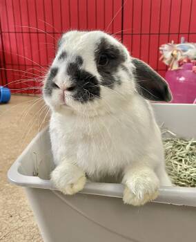 Chintz -  Lop Eared and English Spot Rabbit for Adoption in Chicago, Illinois - Chintz | PetCurious