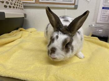Bunny Rabbit Rabbits Available for Adoption in Camarillo, California - EVEREST | PetCurious