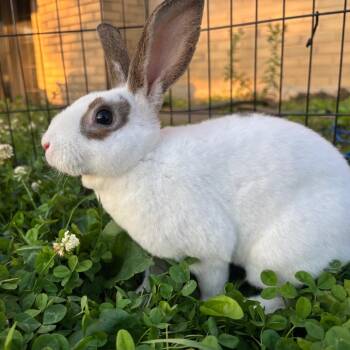Jolly Rancher -  Hotot and Mini Rex Rabbit Available for Adoption in York, Pennsylvania - Jolly Rancher | PetCurious