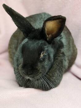 Patsy -  Havana Rabbit for Adoption in Edinburg, Pennsylvania - Patsy | PetCurious