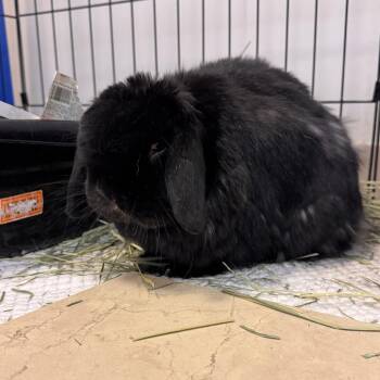 Holland Lop Rabbits Available for Adoption in Murray, Utah - Angus Beef | PetCurious