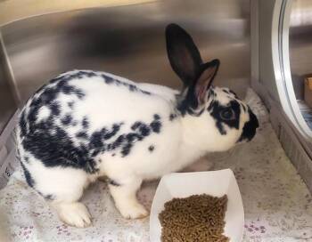 MR WHISKERS -  English Spot Rabbit for Adoption in St. Louis, Missouri - MR WHISKERS | PetCurious