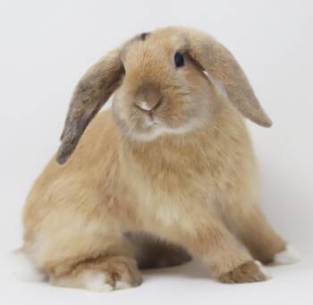 Gingersnap is so adorable - so tiny - what a delight -  Mini Lop and Lop Eared Rabbit for Adoption in Bedford Hills, New York - Gingersnap Is So Adorable - So Tiny - What A Delight | PetCurious
