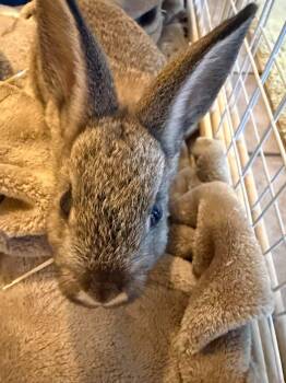 Hop & Scotch (babies - foster only) -  Chinchilla and Bunny Rabbit Rabbit for Adoption in Huntsville, Alabama - Hop & Scotch (babies - Foster Only) | PetCurious