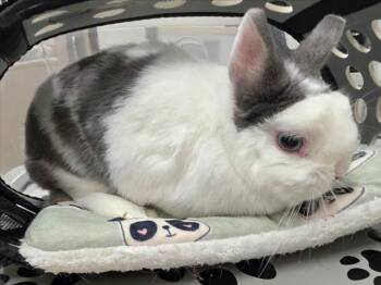 HAY, GIRL! -  Bunny Rabbit and Netherland Dwarf Rabbit for Adoption in Derwood, Maryland - HAY, GIRL! | PetCurious