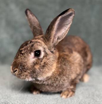 Jack -  Bunny Rabbit Rabbit for Adoption in Salinas, California - Jack | PetCurious