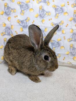 Denby -  Bunny Rabbit Rabbit for Adoption in Lake Elsinore, California - Denby | PetCurious
