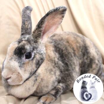 Rosetta -  Rex Rabbit for Adoption in Champaign, Illinois - Rosetta | PetCurious
