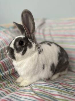 Bear -  Bunny Rabbit Rabbit for Adoption in Westbrook, Maine - Bear | PetCurious