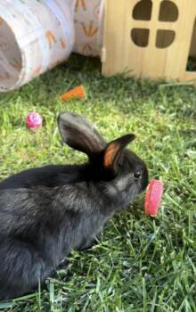PATCHES -  Bunny Rabbit Rabbit for Adoption in Las Vegas, Nevada - PATCHES | PetCurious