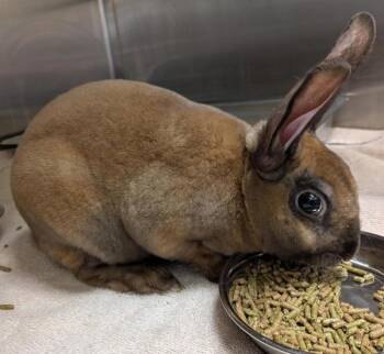 Luigi -  Rex Rabbit for Adoption in Des Moines, Iowa - Luigi | PetCurious