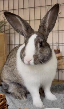 Koni -  Dutch Rabbit for Adoption in Mill Valley, California - Koni | PetCurious