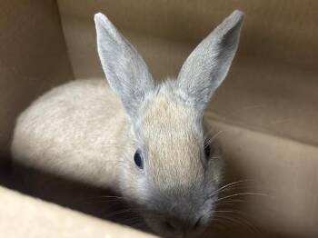 Bunny Rabbit Rabbits Available for Adoption in Las Vegas, Nevada - MUNCHKIN | PetCurious