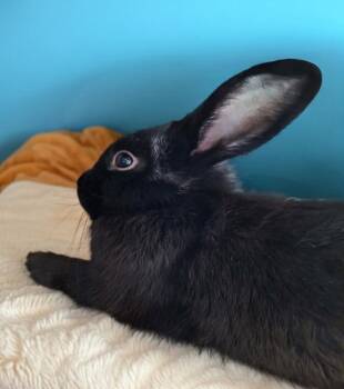 Ranger -  Bunny Rabbit Rabbit for Adoption in Dallas, Pennsylvania - Ranger | PetCurious