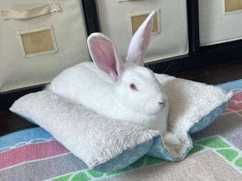 Lainey -  New Zealand Rabbit for Adoption in Grand Rapids, Michigan - Lainey | PetCurious