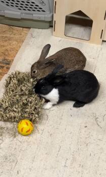 Rescue Bunny Rabbit Rabbits for Adoption in Wekiwa Springs, Florida - Ink (Bonded To Pen) | PetCurious