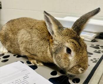 Bunny Rabbit Rabbits Available for Adoption in Derwood, Maryland - COCOA | PetCurious