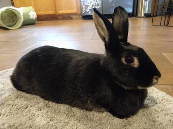 Rescue American Rabbits for Adoption in Rumford, Maine - Bugs | PetCurious