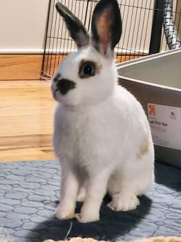 Rescue Bunny Rabbit Rabbits for Adoption in Kalamazoo, Michigan - Sophia | PetCurious