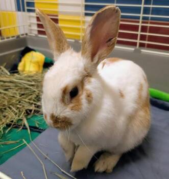 American Rabbits Available for Adoption in Plano, Texas - Butterscotch A217191 | PetCurious
