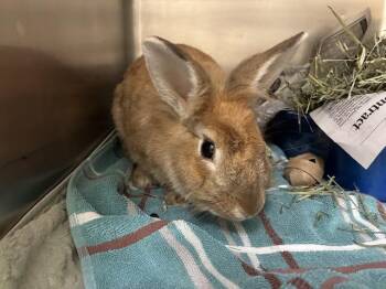 ZOLA -  Bunny Rabbit Rabbit for Adoption in San Jose, California - ZOLA | PetCurious