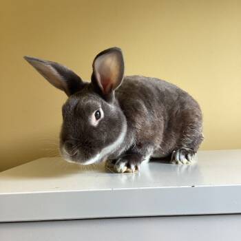 Rescue Rex Rabbits for Adoption in Pittsford, Vermont - Baby Blue | PetCurious