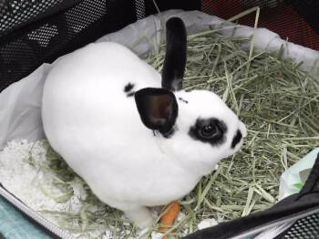 STASH -  Bunny Rabbit Rabbit for Adoption in Omaha, Nebraska - STASH | PetCurious
