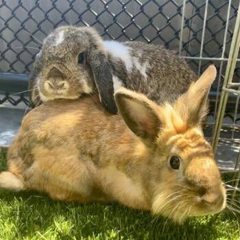 FRANK -  Bunny Rabbit Rabbit for Adoption in San Francisco, California - FRANK | PetCurious