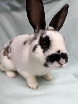 English Spot Rabbits Available for Adoption - Frankie: Video!! | PetCurious