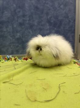 KANDACE -  Bunny Rabbit and American Fuzzy Lop Rabbit for Adoption in Loveland, Colorado - KANDACE | PetCurious