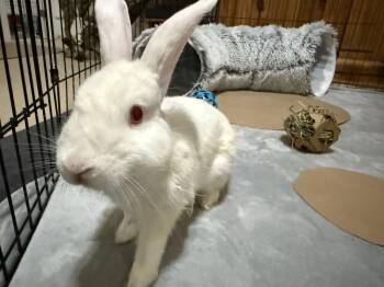 Rescue American Rabbits for Adoption in Little Rock, Arkansas - Hanke | PetCurious