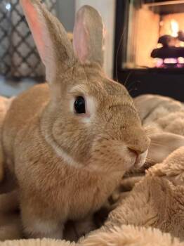 New Zealand Rabbits Available for Adoption - Old Man  | PetCurious