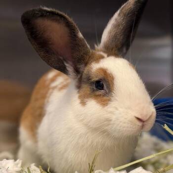 Cinnamon -  American Rabbit for Adoption in Pittsford, Vermont - Cinnamon | PetCurious