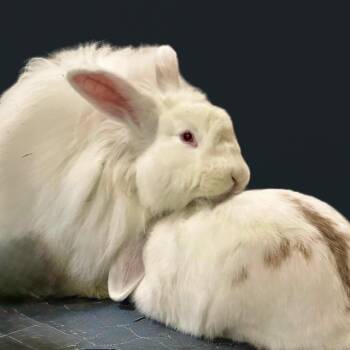 Mini Lop and Bunny Rabbit Rabbits Available for Adoption in Erie, Colorado - Buffy With Willow | PetCurious