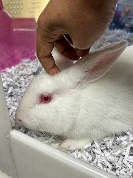 Bunny Rabbit Rabbits Available for Adoption - Thim | PetCurious