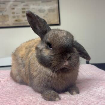 Belle -  Holland Lop Rabbit for Adoption in Gansevoort, New York - Belle | PetCurious