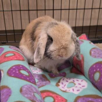Donut -  Holland Lop Rabbit for Adoption in Hampton Bays, New York - Donut | PetCurious