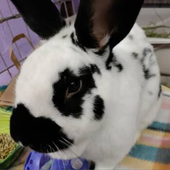 Checkered Giant and Bunny Rabbit Rabbits Available for Adoption - Lord Spartacus | PetCurious