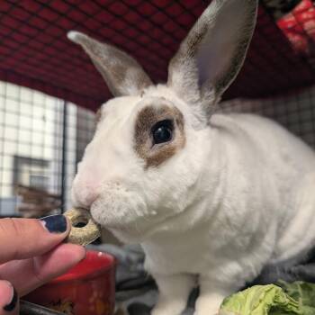 Mini Rex Rabbits Available for Adoption in York, Pennsylvania - Nick Cannon | PetCurious