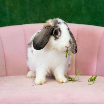 Ginsu Knife -  English Spot Rabbit Available for Adoption in Chicago, Illinois - Ginsu Knife | PetCurious